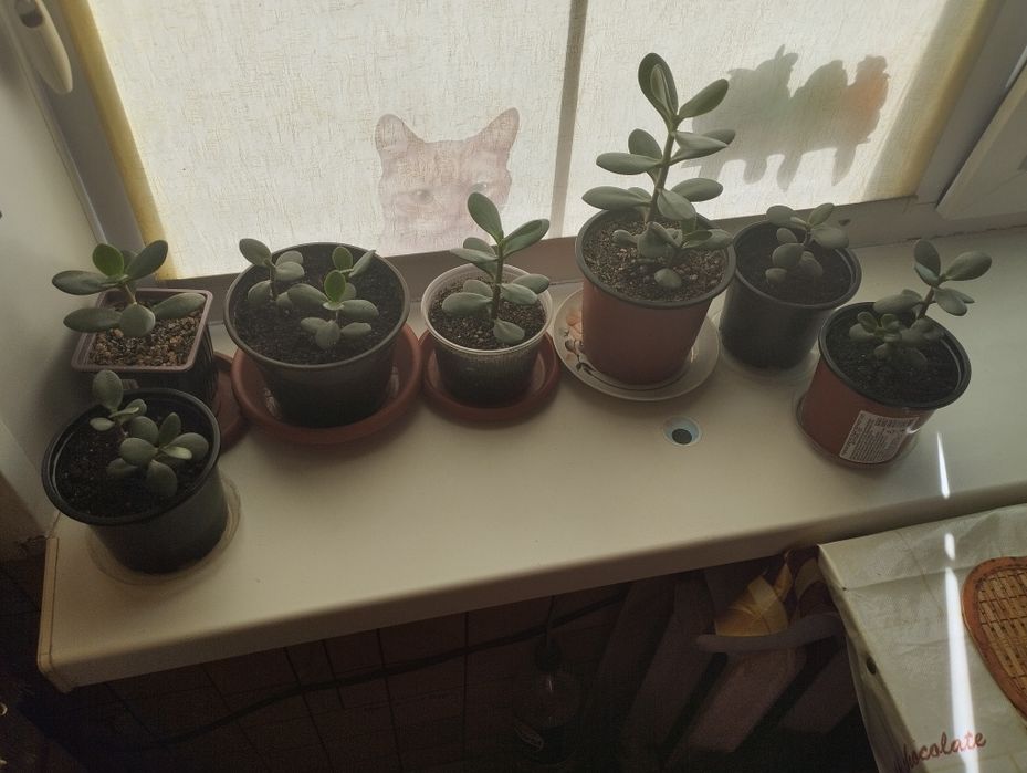 Продам цветы Крассула