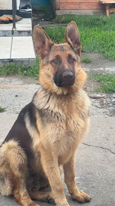 Щенки немецкой овчарки