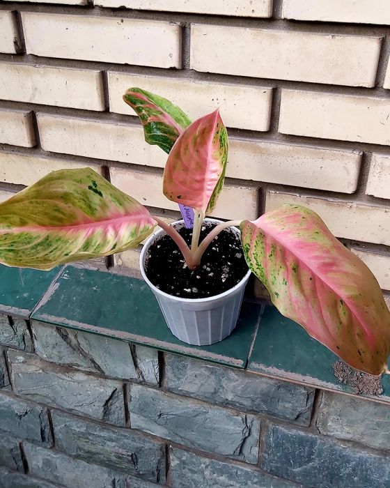 Хой, аглонема, лилия