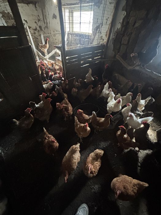 курицы цыпленки 2-3 мес