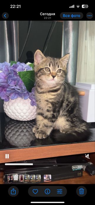 Котёнок Шотландский мраморный