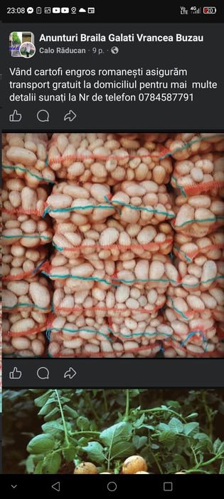 Cartofi samanta sí consum