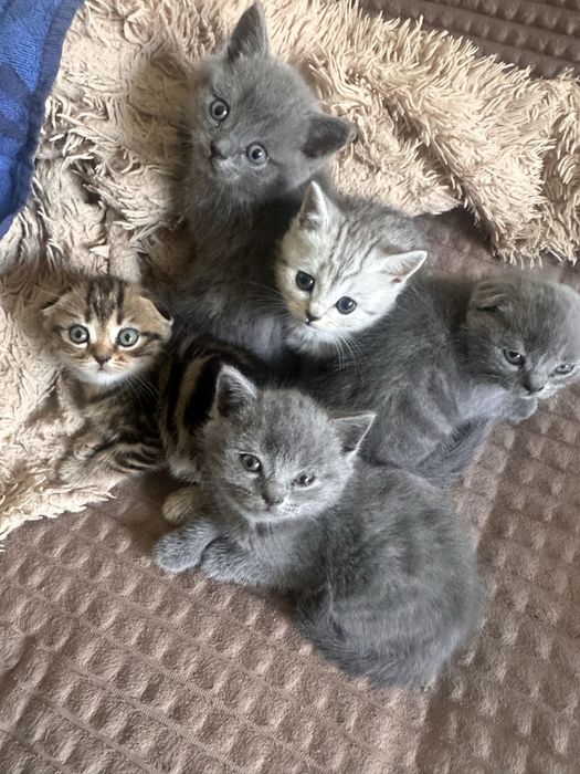 Продам породистых котят