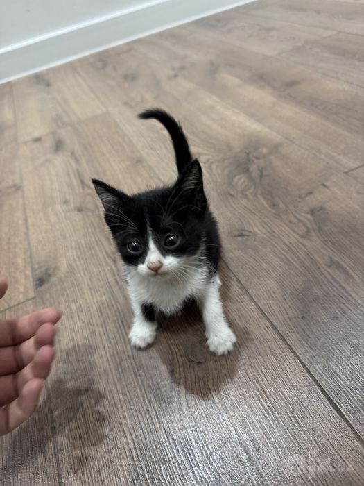 Кошка бесплатно Скоттиш фолд
