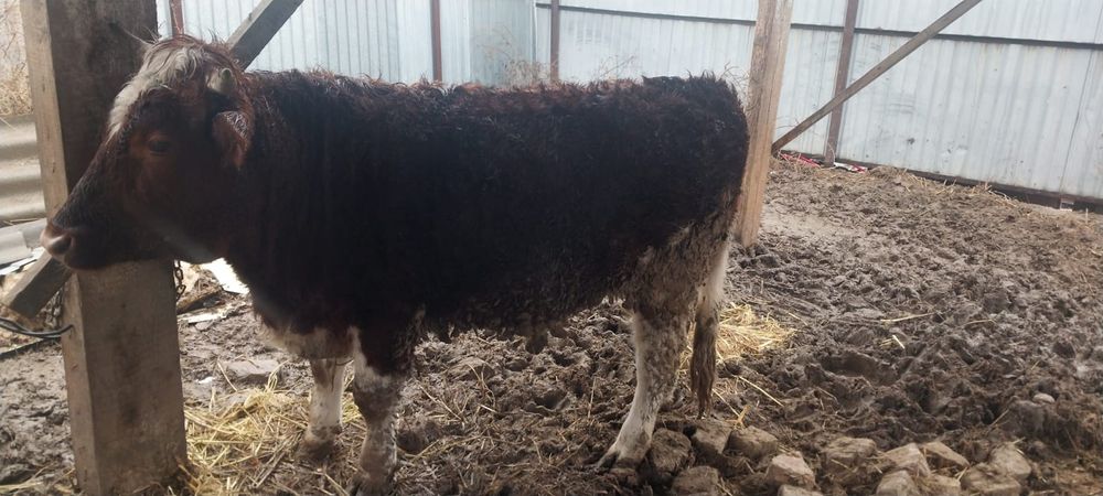 Бұқалар бордақы 3шт