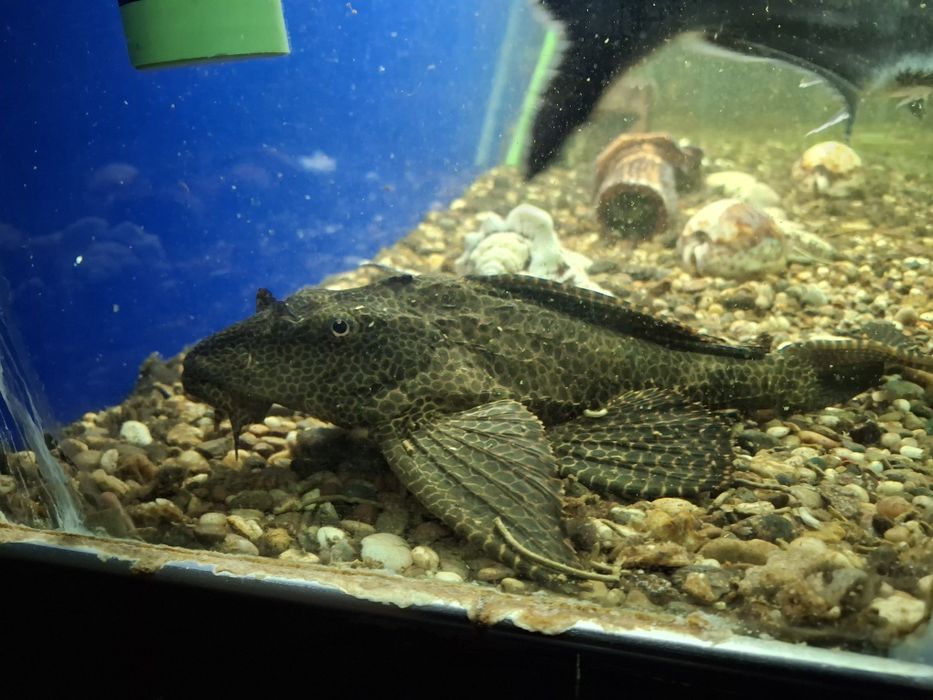 Продаю аквариумные рыбки