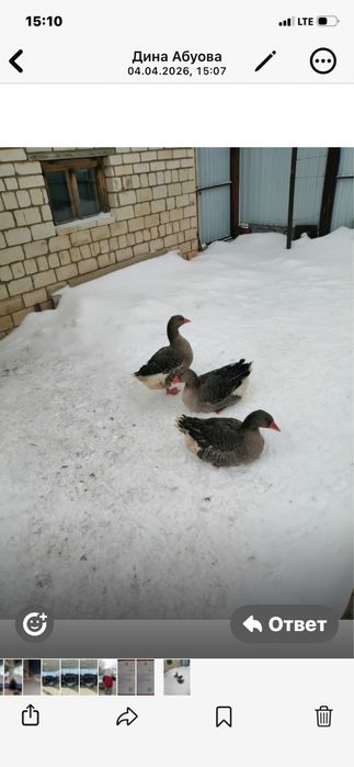 Продажа мясо домашних гуси