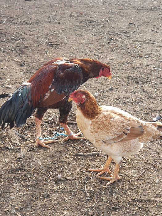 Gaini combatant malaezian