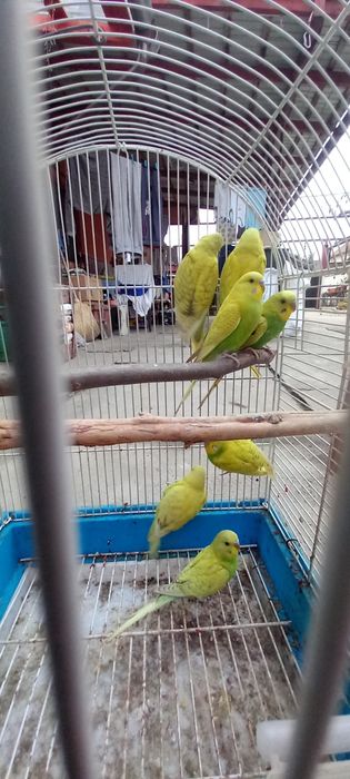 Papagali perusi si rossela