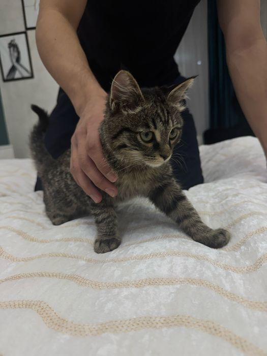 Котенок бесплатно