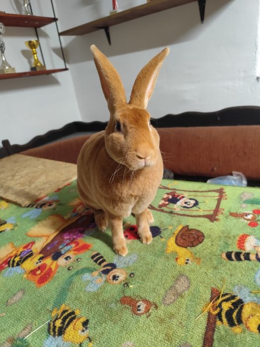 Iepuri Rex Galben, Rex Castor Simian • OLX.ro