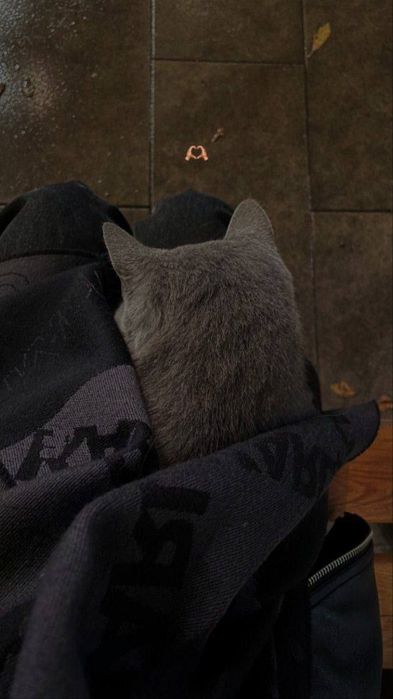 Mushuk sotiladi srochni