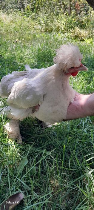 Zoti kars yapon tovuĝi
