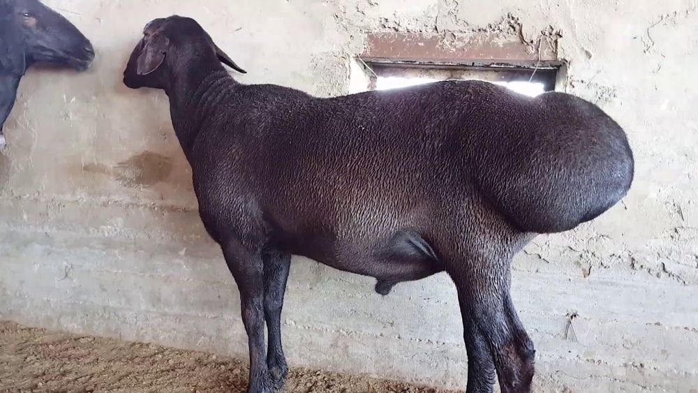 Qassob xizmati 24/7 QoCHQoRlar  bor olib borib  SOYIB BERAMUZ