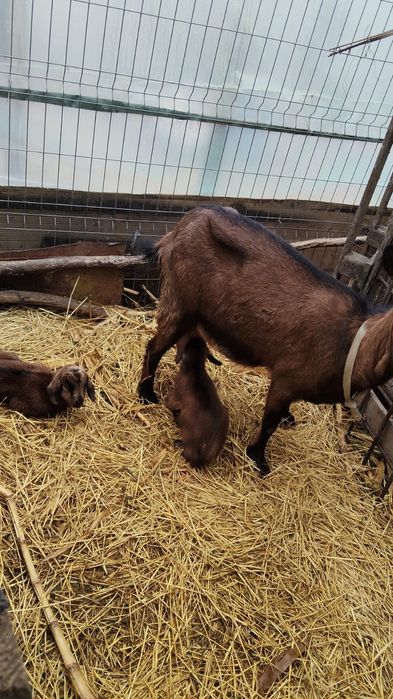 De vanzare alpina cu 2 tapusori