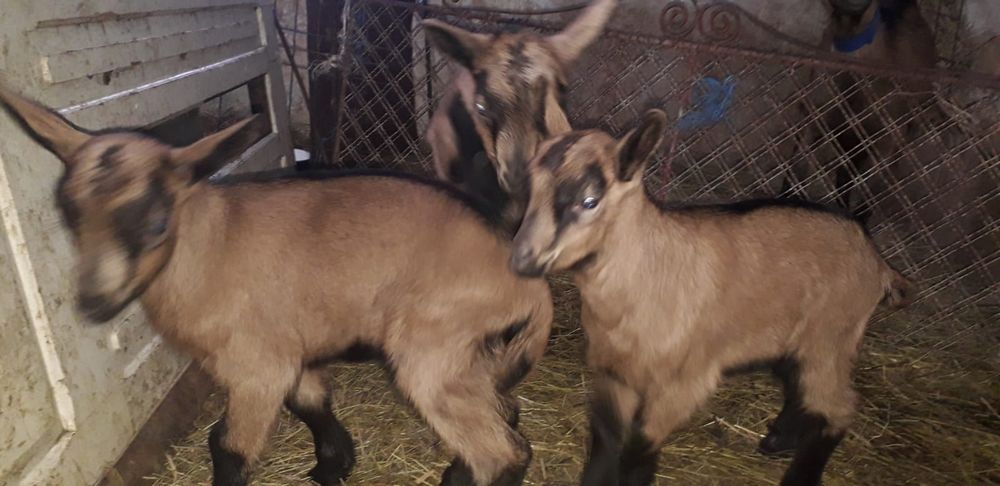 Vând tapisori Alpin Francez rasă pură ciuti genetic