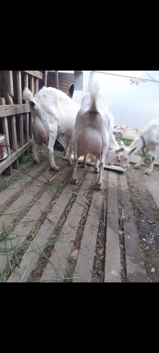 Capre sannen cu lapte fara iezi