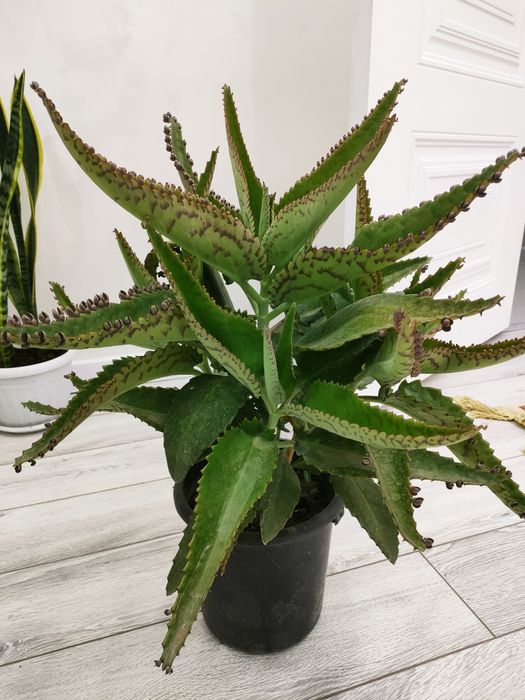 Лечебное каланхоэ. Доставка