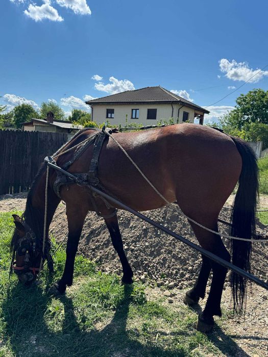 Vând iapa bună de muncă