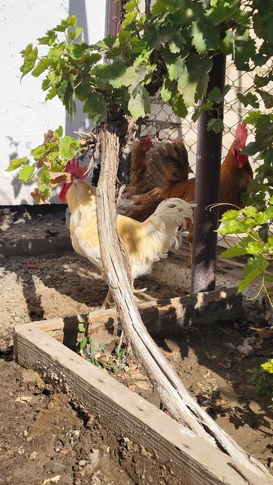 Тауық, қораз сатылады