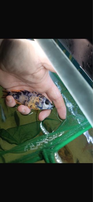 Ciclide africane de vanzare