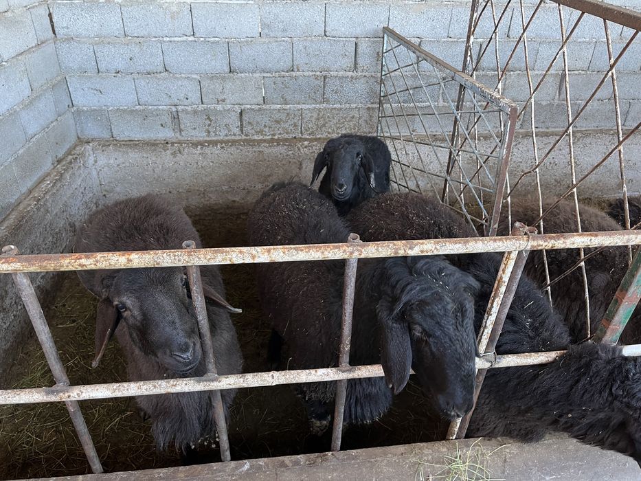 Қой. Қойлар. Қасапшылық бар