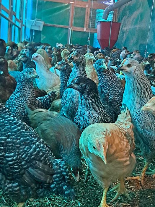 Vand puicute ouatoare Dominant Cehia, 12 saptamani, vaccinuri la zi.