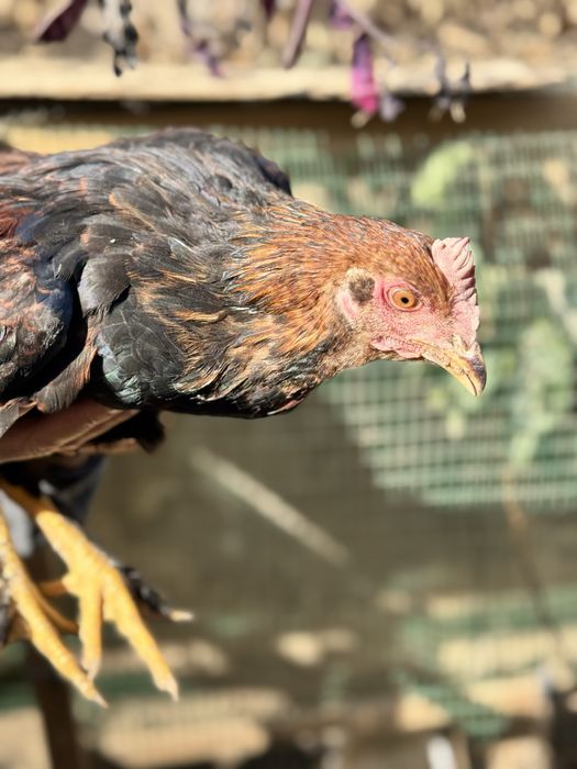 Брама хурозлар - хашаки товуклари сотилади