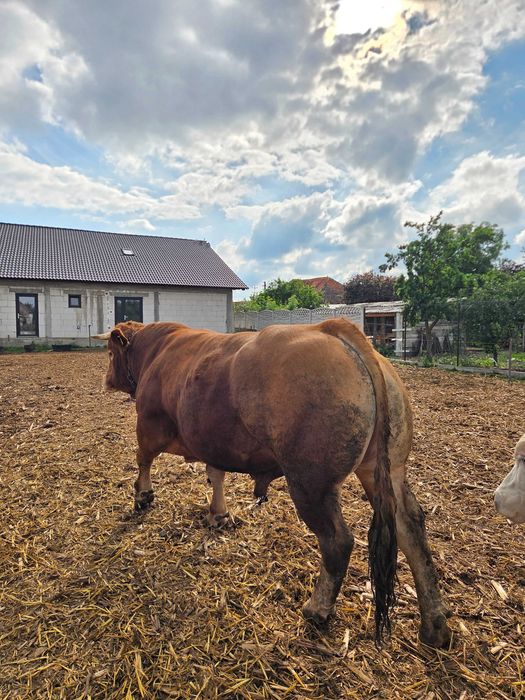 Taur Limousin de vânzare