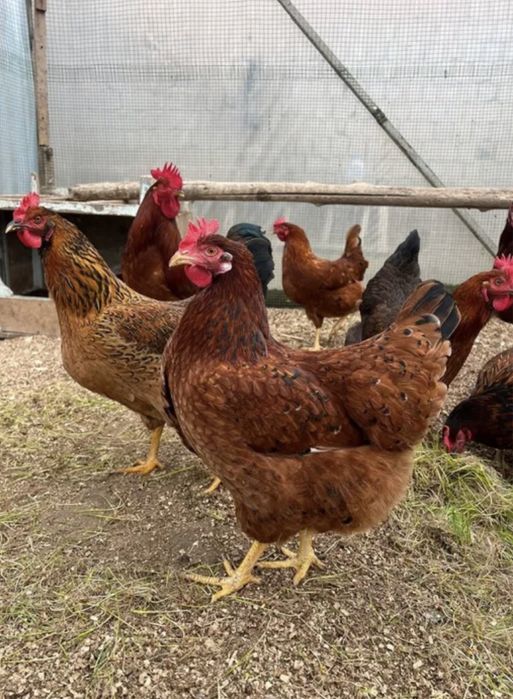 Инкубаторлық жұмыртқа