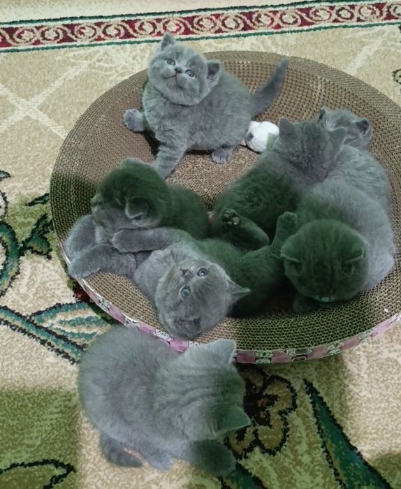 Готовятся к продаже шикарные породистые котята