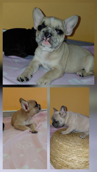 Френски булдог/булдочета