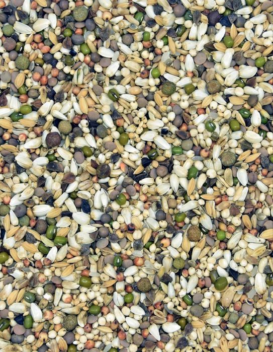 Mancare porumbei , Mix porumbei , Amestec porumbei