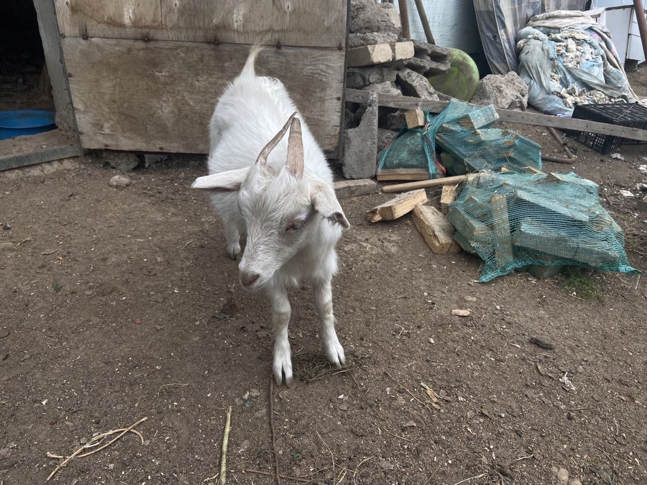 Козлята мальчик девочка