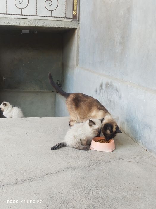 Сиамские котята.