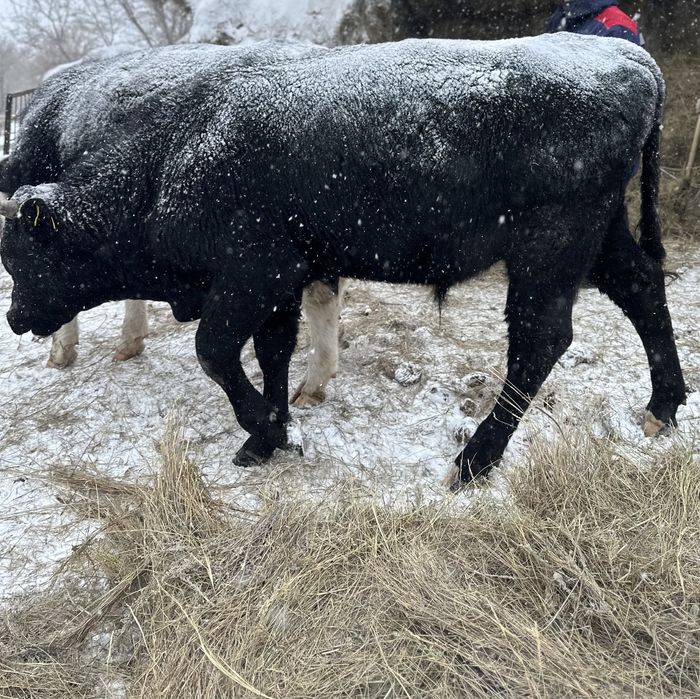 продается бычки