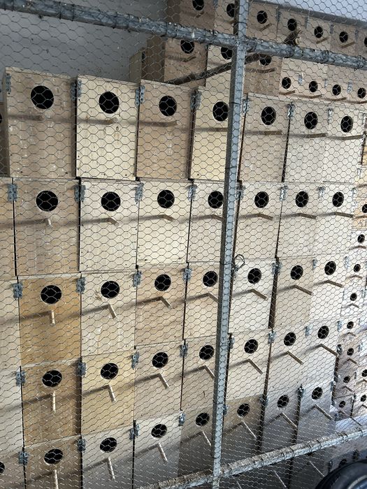 Cuiburi/cuib papagali/perusi din placaj de 10 mm