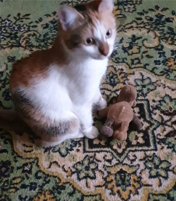 Отдам бесплатно кошечку