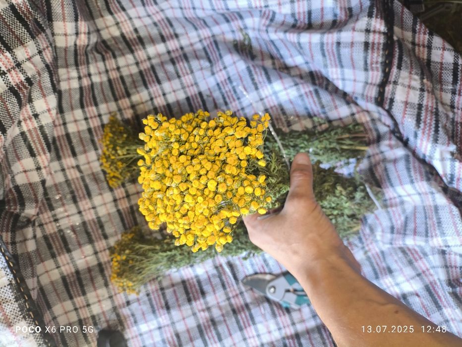 Продаются травы банные веники