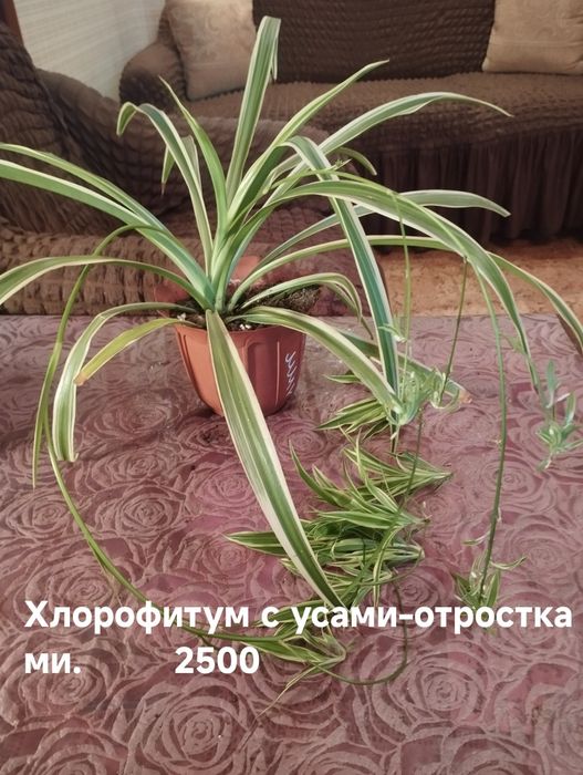 Продам комнатные растения