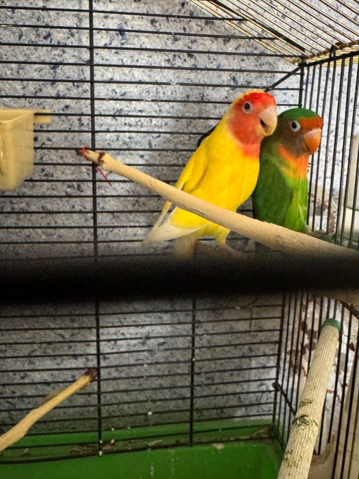 Попугаи-неразлучники