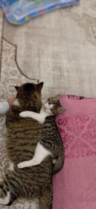 Продается катёнок! Мушук боласи сотилади 3 ойлик нархи: 50 000 сом