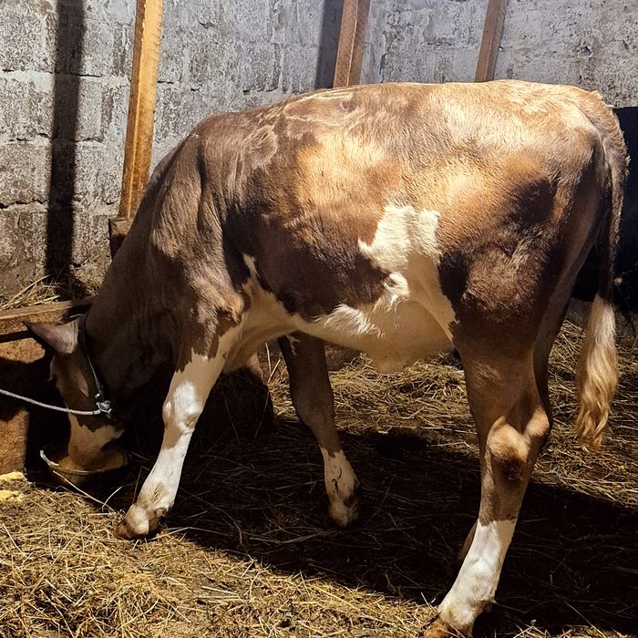 Vând vaca cu vitica de 5 luni vaca este foarte bună de lapte