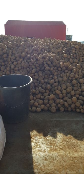 Vând cartofi ptr animale