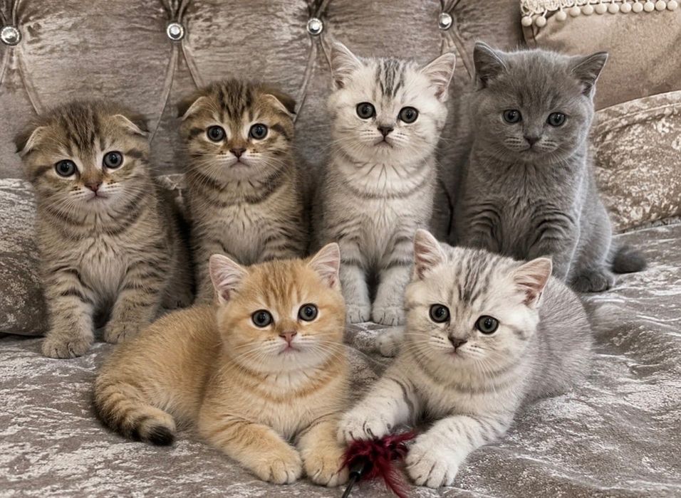 Шотландские котята