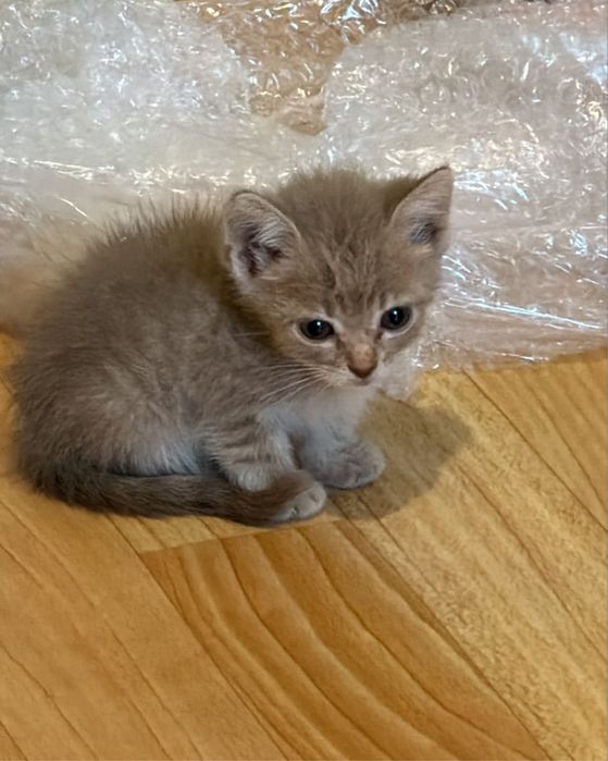 В добрые руки котенка