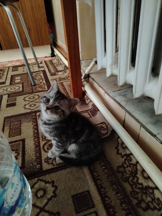 Продам котенка скотиш страйт