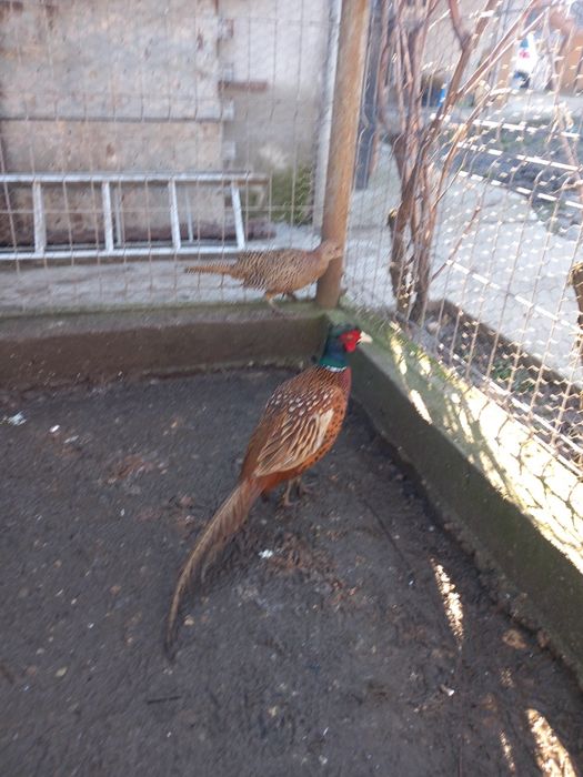 Vând fazani maturi.