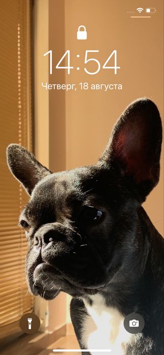 Подарявам Френски будог , на 4 години . Със всички документи