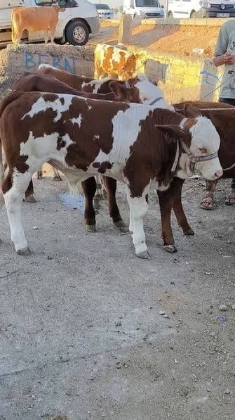 Schimb vacă Ucraina